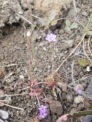 Gilia tenuiflora