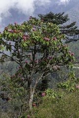 Rhododendron kesangiae