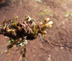 Pseudocyphellaria hawaiiensis