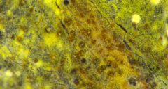 Mycoacia
