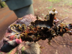 Pseudocyphellaria hawaiiensis