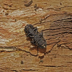 Phloeodes diabolicus