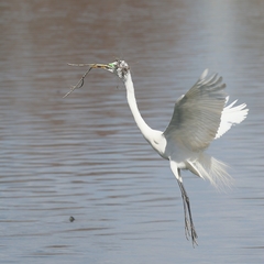 Ardea alba