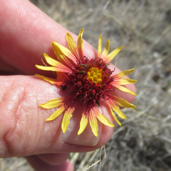 Gaillardia coahuilensis