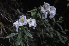Rhododendron lindleyi