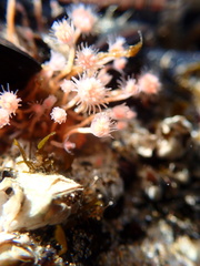 Ectopleura marina