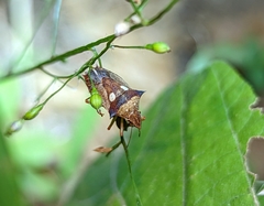 Diploxys bipunctata