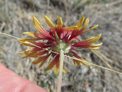 Gaillardia coahuilensis