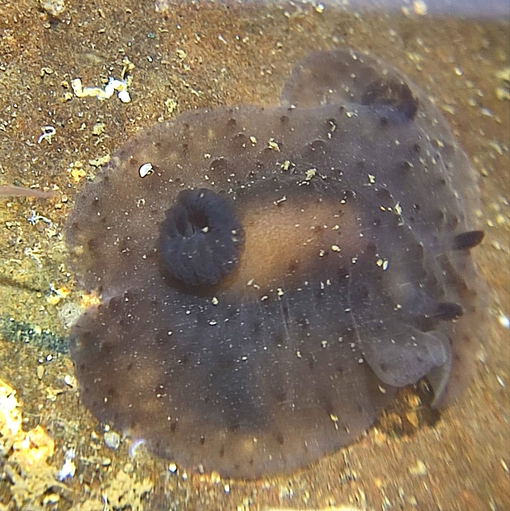Hallaxa fuscescens