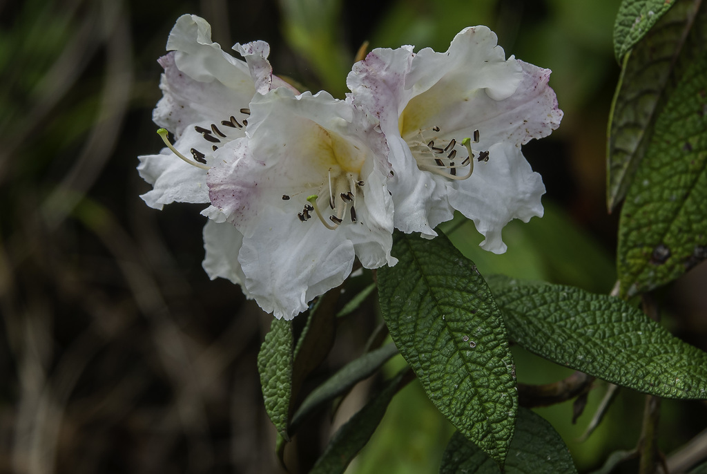 Rhododendron edgeworthii (Rhododendron edgeworthii)