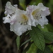 Rhododendron edgeworthii - Photo (c) David Bishop, algunos derechos reservados (CC BY-NC), subido por David Bishop