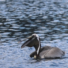 Pelecanus occidentalis