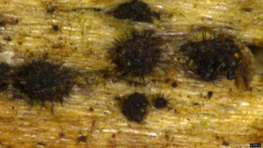 Lasiosphaeris