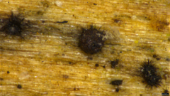 Lasiosphaeris