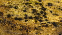 Lasiosphaeris