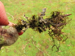 Pseudocyphellaria hawaiiensis