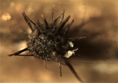 Lasiosphaeris