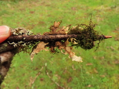 Pseudocyphellaria hawaiiensis