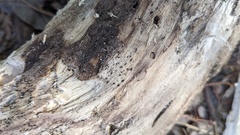 Lasiosphaeris