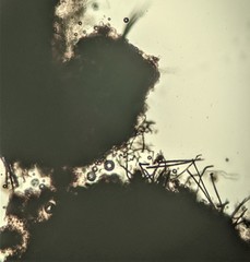 Lasiosphaeris
