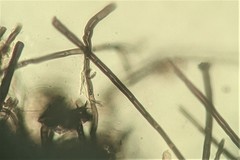 Lasiosphaeris