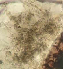 Lasiosphaeris