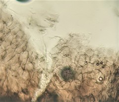 Lasiosphaeris