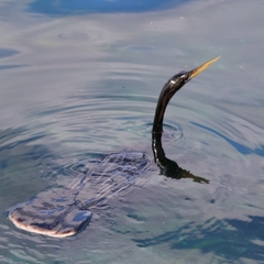 Anhinga anhinga