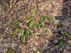 Carex fraseriana