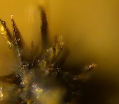 Lasiosphaeris