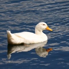 Anas platyrhynchos domesticus