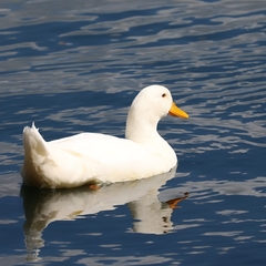 Anas platyrhynchos domesticus