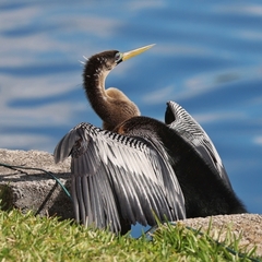 Anhinga anhinga