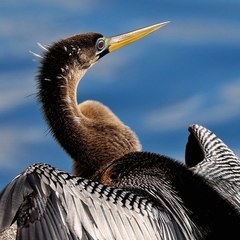 Anhinga anhinga