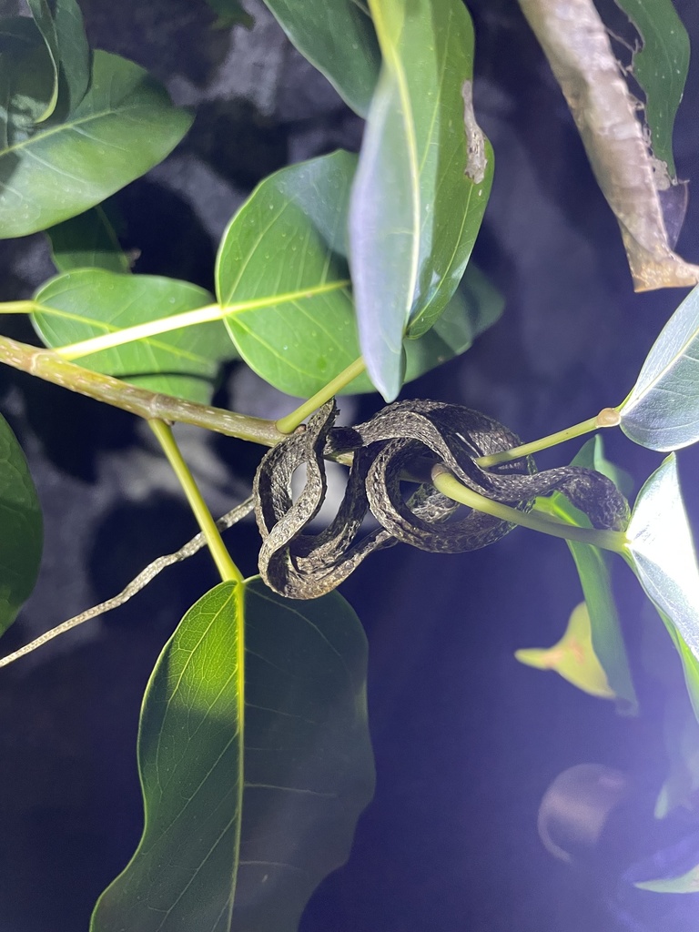 Many-spotted Cat Snake from Tai Mo Shan Country Park, Lo Wai Tsuen Wan ...