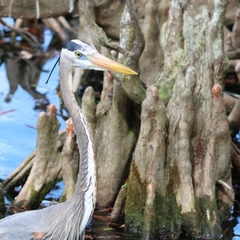 Ardea herodias