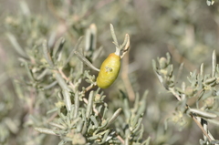 Asphondylia atriplicis