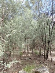 Leptospermum brevipes