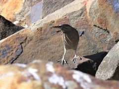 Butorides striata macrorhyncha