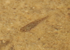 Cyprinodon macularius