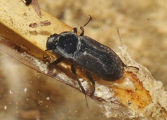 Postelichus