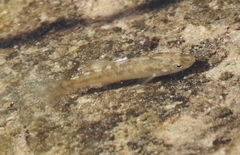 Cyprinodon macularius