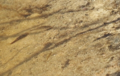 Cyprinodon macularius