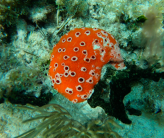 Dragmacidon lunaecharta