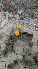 Leptosyne calliopsidea