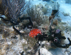 Dragmacidon lunaecharta