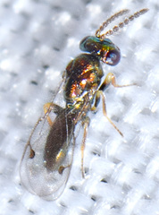 Gastrancistrus