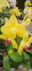 Orchidaceae