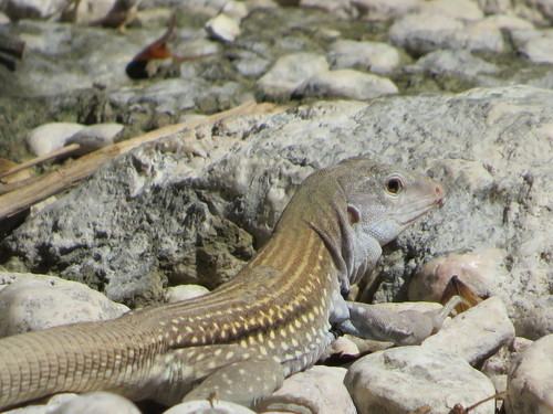 Common Ameiva