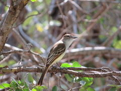Myiarchus stolidus